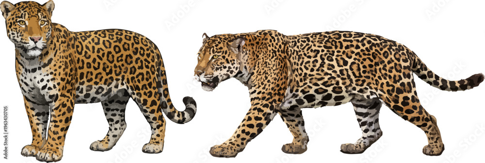 Obraz premium Panthera onca illustration art