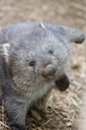 Canvas-taulu Wombat in Tasmania