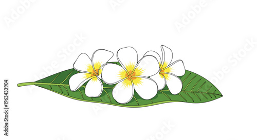 Three white plumeria flowers with yellow centers are resting on a single green leaf on a clean white background.