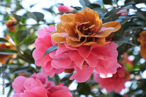 Foto Un fiore di camelia in una piantagione in una giornata di primavera