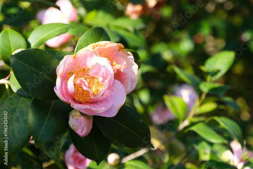Foto Un fiore di camelia in una piantagione in una giornata di primavera