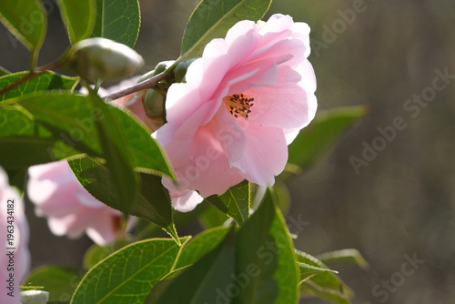 Bilde på lerret Un fiore di camelia in una piantagione in una giornata di primavera
