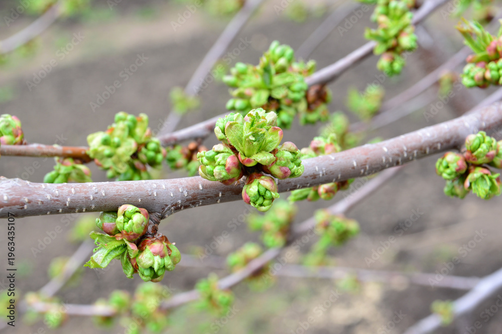 Fototapeta premium Green Buds on Tree Branches in Spring