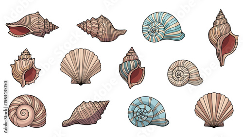 Collection of detailed botanical sketches of various seashells in different shapes and colors representing marine life and beach treasures.
