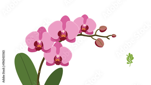 Elegant branch of blooming pink orchid flowers with green leaves and small buds against a clean white background for botanical art themes.