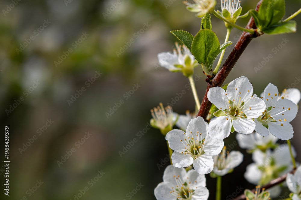 Fototapeta premium White Plum Blossoms in Full Bloom – Macro Close-Up of Spring Flowers