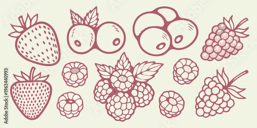 A collection of hand drawn berry illustrations in a reddish pink tone