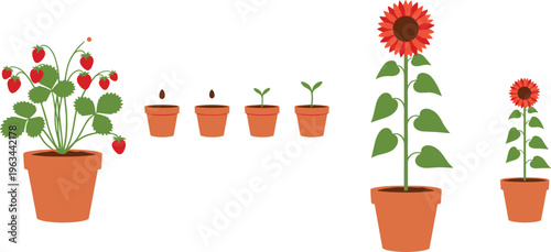 Plant growth stages vector set with seedlings, potted plants, strawberry bush and sunflower life cycle illustration