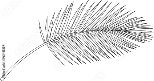 Black and White Line Palm Frond Branch Isolated White Background leaf tropical