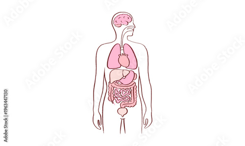 Internal Organs Sketch