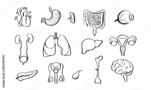 Internal Organs Sketch