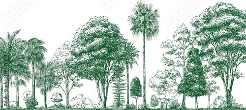 A detailed green ink of a diverse forest landscape with various trees and foliage