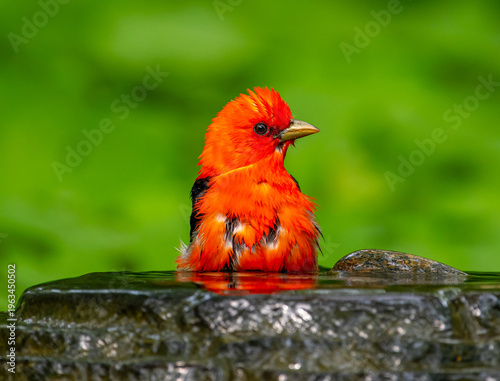 Male Scarlet Tanager (Piranga olivacea) perched on a garden fountain edge, enjoying a bath, with lush green blurred background