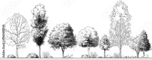 Diverse collection of deciduous and evergreen trees with varied foliage and branch structures depicted in a black and white line style