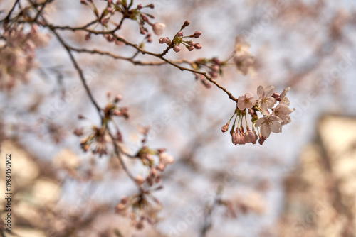 Selective focus on soft pink cherry blossom buds and flowers on a thin branch during a bright spring day in Seoul, South Korea.