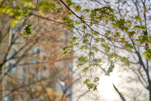 Vibrant green maple leaves budding on a branch in Seoul, South Korea, during a sunny spring afternoon, featuring a selective focus and warm backlighting with a soft urban bokeh.