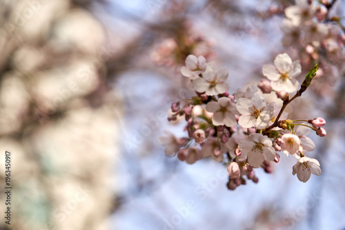A close-up, low-angle shot of delicate pink cherry blossoms in full bloom against a soft bokeh background in Seoul, South Korea, during a sunny spring afternoon.