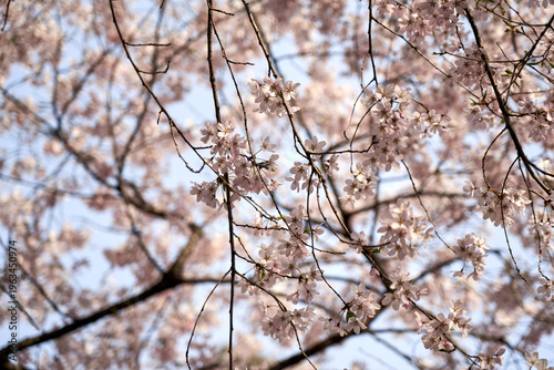 Delicate pink cherry blossoms blooming on dark branches against a clear blue sky in Seoul, South Korea, during a sunny spring day with a soft, natural aesthetic.