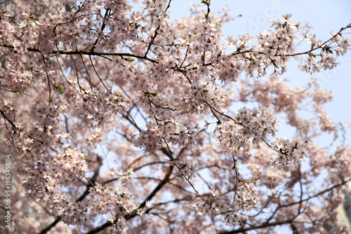 Beautiful pale pink cherry blossoms blooming on dark branches against a clear blue sky in Seoul, South Korea, during the peak spring season, captured with a soft selective focus.