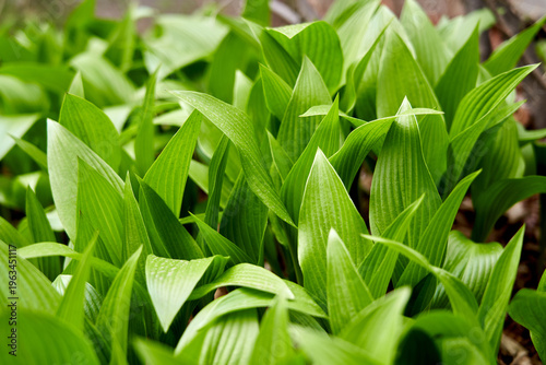 Vibrant green Hosta leaves growing densely in a garden in Seoul, South Korea, during a bright spring morning, showcasing a fresh, peaceful mood with a shallow depth of field.