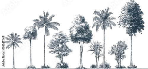 Collection of diverse tropical and temperate trees in a sketched monochrome style palm foliage