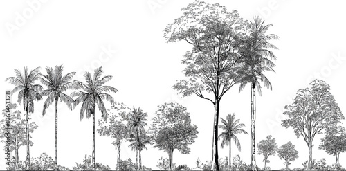 Black and white line of a diverse tropical forest canopy with palm trees and leafy trees