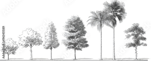 Collection of diverse trees in grayscale style showing different shapes and sizes nature plant foliage