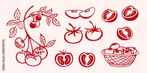 Red tomato illustrations featuring whole fruits slices and a vine arrangement