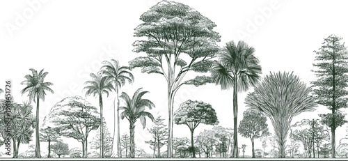 Detailed line of diverse tropical and temperate trees in a horizontal arrangement forest nature botanical
