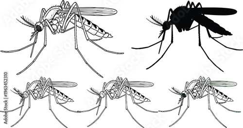 Detailed Mosquito Insect Vector Illustration Set Featuring Anatomical Line Art Silhouette and Highlighted Green Parts for Scientific and Educational Design Projects