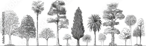 Collection of diverse trees in black and white style with varied foliage and trunk textures bark