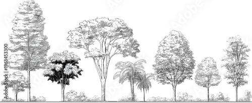Detailed ink of diverse trees and foliage against a white background leaves branches