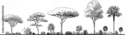 Collection of diverse trees and shrubs rendered in black and white style palm foliage branches
