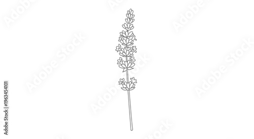 Lavender Blooming Stem Line Art Illustration Vector Botanical Design Element for Minimalist Branding