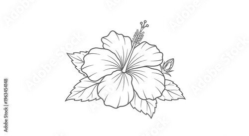 Tropical Hibiscus Flower Blooming with Leaves Vector Illustration Line Art Design Element