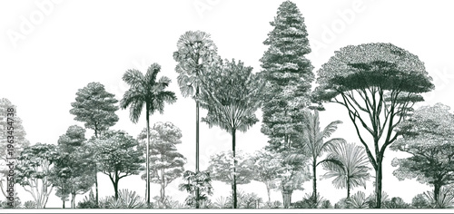 Diverse collection of trees and foliage rendered in a detailed line style on a white background forest