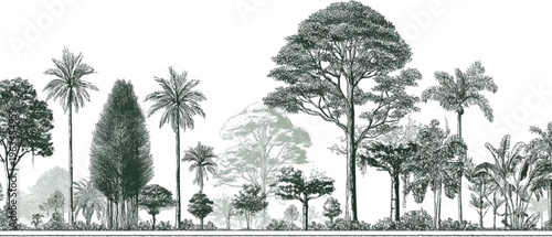 Diverse forest landscape with various trees and foliage in a detailed style palm banana