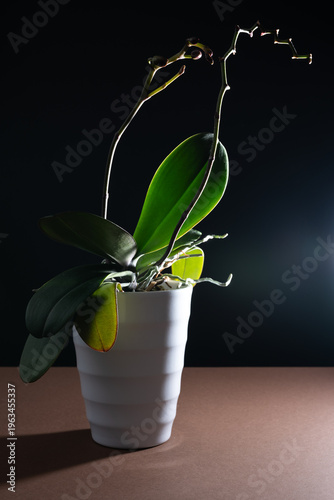 Studio photo of a purple orchid in a white vase photographed on a brown table and black background. Artistic photo of an orchid with different light sources coming from different angles.