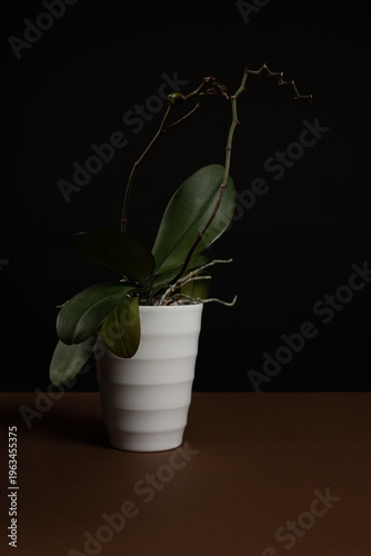 Studio photo of a purple orchid in a white vase photographed on a brown table and black background. Artistic photo of an orchid with different light sources coming from different angles.
