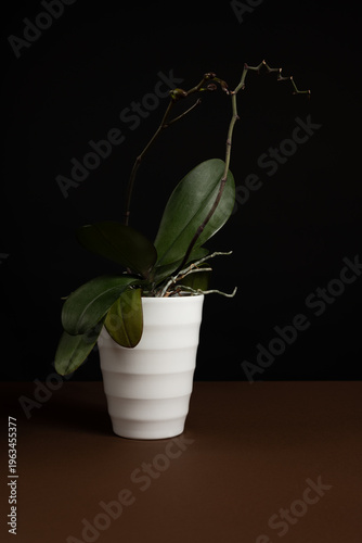 Studio photo of a purple orchid in a white vase photographed on a brown table and black background. Artistic photo of an orchid with different light sources coming from different angles.