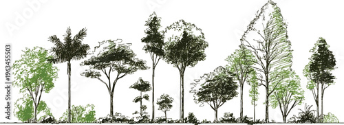 Diverse collection of hand drawn trees in varying sizes and foliage density forest nature green dark