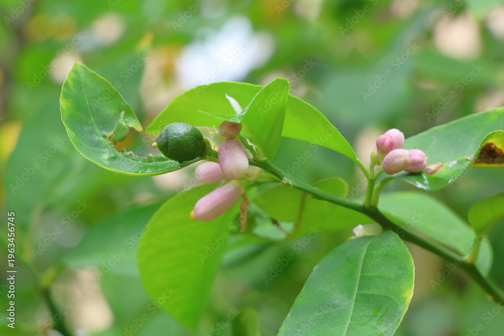 Obraz premium Lemon blossom on the tree in the garden