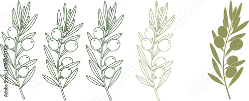 Olive Branch Set Featuring Green and Yellow Olive Sprigs for Botanical and Mediterranean-themed Designs