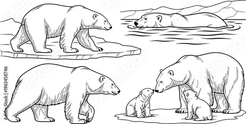 Polar bear family and wildlife sketch set with walking swimming and cubs detailed arctic animal hand drawn illustration
