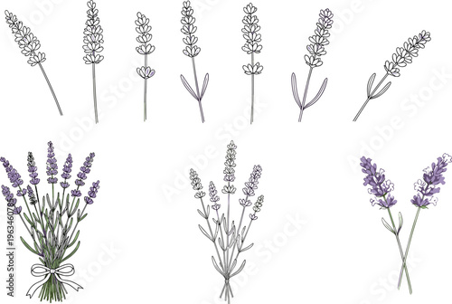 Lavender Flower Collection with Bunches, Stems, and Line Art for Floral Design, Aromatherapy, and Natural Decor