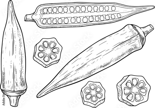 Detailed black and white line of okra pod whole and sliced showing seeds and cross section
