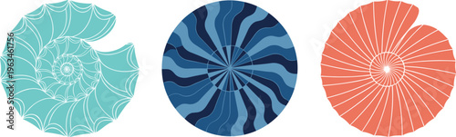 Spiral Shell Collection with Colorful and Intricate Patterns, Perfect for Nature, Beach, and Ocean-Themed Designs