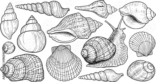 Collection of detailed black and white line of various seashells and a snail marine