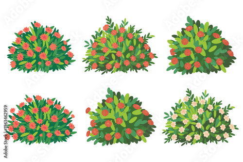 Collection of Blooming Ixora Shrubs with Red and White Flowers Flat Vector Illustration
