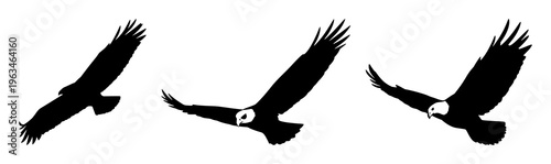 Eagle set with soaring silhouette over expansive sky featuring wildlife, birds, flight with freedom and bold lines in high contrast tribute